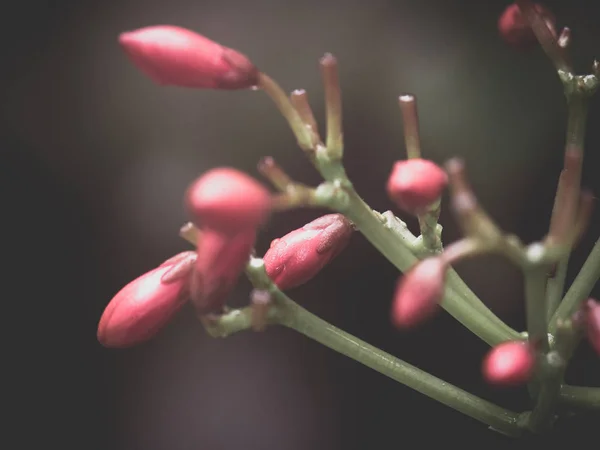 Kırmızı Çiçekler Soyut Karanlık Doğa Arka Plan — Stok fotoğraf