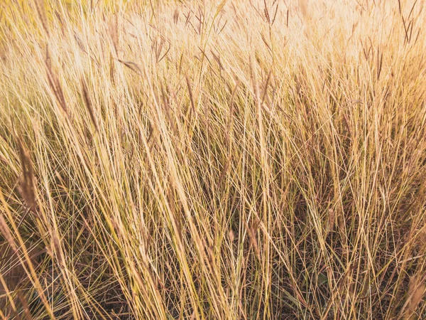 Close up nature of gold grass beautiful on sunshine background.