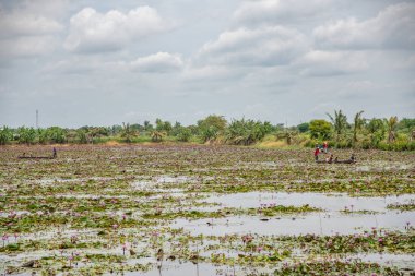 Pembe lotus ve yeşil yaprakları göl manzara ve çam ağacı göl kenarındaki mavi gökyüzü ve bulutlar arka plan ile. Tatil konumlar doğada.