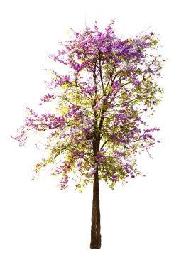 İzole edilmiş beyaz arkaplanda ağaç.