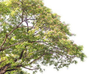 Kırpma yolu ile ağaç izole beyaz arka plan.