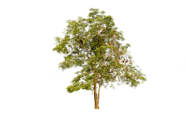 Baum Auf Isoliertem Weißem Hintergrund — Stockfoto