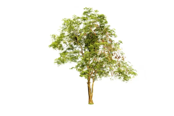 Baum Auf Isoliertem Weißem Hintergrund — Stockfoto