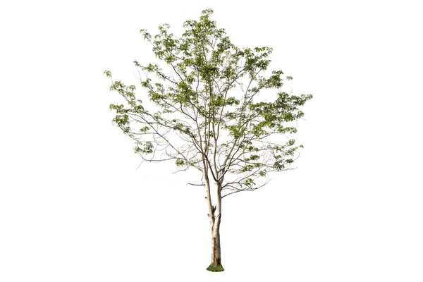 Zole Edilmiş Beyaz Arkaplanda Ağaç — Stok fotoğraf