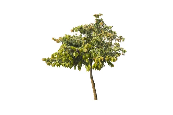 Zole Edilmiş Beyaz Arkaplanda Ağaç — Stok fotoğraf