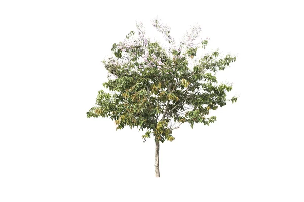 孤立的白色背景上的树 — 图库照片