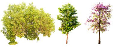 Kırpma yolu ile ağaç izole beyaz arka plan kümesi.