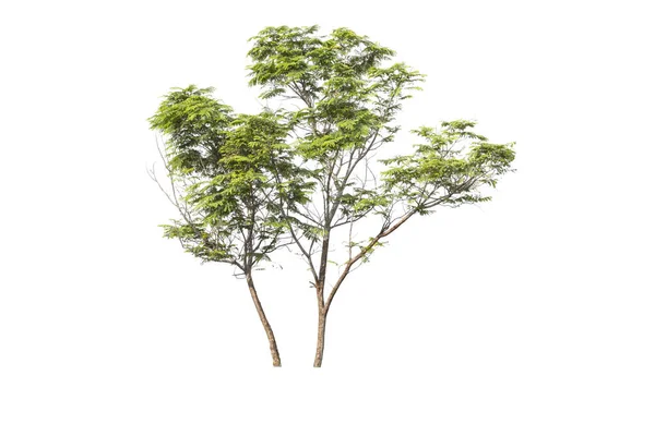 Baum Auf Isoliertem Weißem Hintergrund — Stockfoto