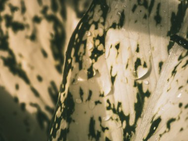 Tatlı su damla doğa yeşil ve beyaz yaprakları arka plan soyut güneş ışığında.