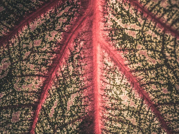 Крупный План Текстуры Поверхности Красных Зеленых Листьев Искусства Природном Фоне — стоковое фото
