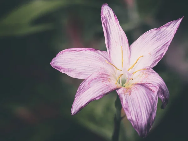 Pembe Çiçekler Güneş Işığı Altında Nature Arka Plan Ile Yeşil — Stok fotoğraf