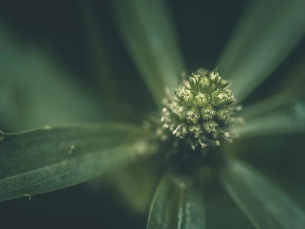 Closeup Soyut Makro Yeşil Polen Bulanık Yumuşak Odak Yeşil Yaprakları — Stok fotoğraf