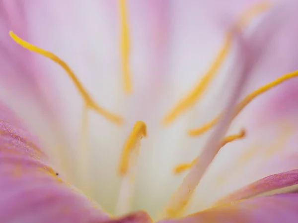 Аннотация Macro Yellow Pollen Blurred Soft Focus Pink Flower Nature — стоковое фото