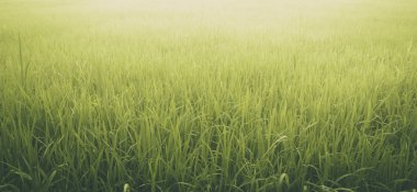 Pirinç alan arka plan için güneş closeup yeşil doğa manzara.