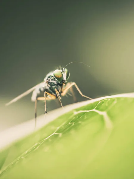 Macro insect portrait on green leaves and dark green nature background.