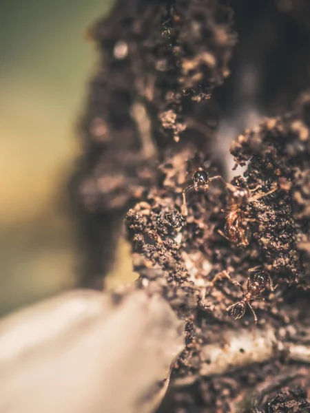 Μακροεντολή Μυρμήγκια Πορτρέτο Μαύρο Μυρμήγκι Πράσινο Κλαδί Και Φόντο Πράσινο — Φωτογραφία Αρχείου