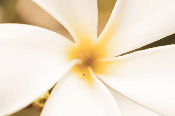 Fondo Naturaleza Close Plumeria Blanco Flor Retrato Macro Pequeño Insecto —  Fotos de Stock