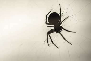 Büyük örümcek bir spiderweb izole yumuşak arka plan üzerinde portre makro Doğa Vahşi yaşam oluşturmak.