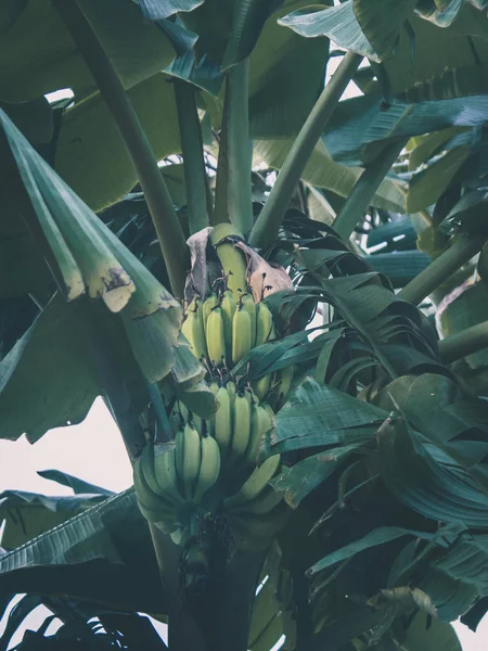 Tropical banana leaves texture with bunch of green bananas nature background.