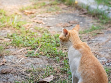 Kedi yere oturuyor ve güneş ışığında çim.