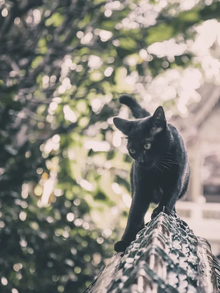 Czarny Kot Chodzenie Ścianach Drzew Tło Bokeh — Zdjęcie stockowe