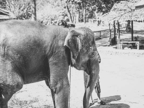 Asian elephants in black and white portrait are walking with the mahout.