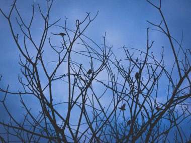 Ağaçlar ve mavi arka plan üzerinde kuş siluet dalı.