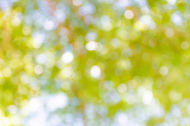 Yeşil Doğa bokeh arka plan bulanık.