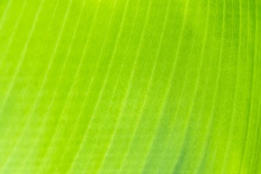 Soyut doğa yeşil ve sarı doku arka plan bırakır. Portre makro niteliğine.