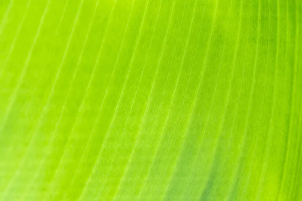 Αφηρημένη Φύση Φύλλα Πράσινο Και Κίτρινο Υφή Φόντου Πορτρέτο Μακροεντολής — Φωτογραφία Αρχείου