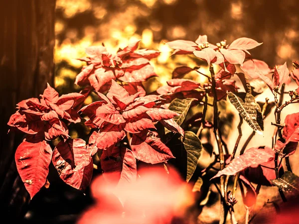 Χριστουγεννιάτικο Αστέρι Poinesettia Δέντρα Χειμώνα Φύλλα Αλλάξει Από Πράσινο Κόκκινο — Φωτογραφία Αρχείου