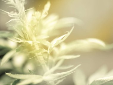 Desen arka plan, doğa kavramının Closeup tropikal makro yeşil yaprakları.