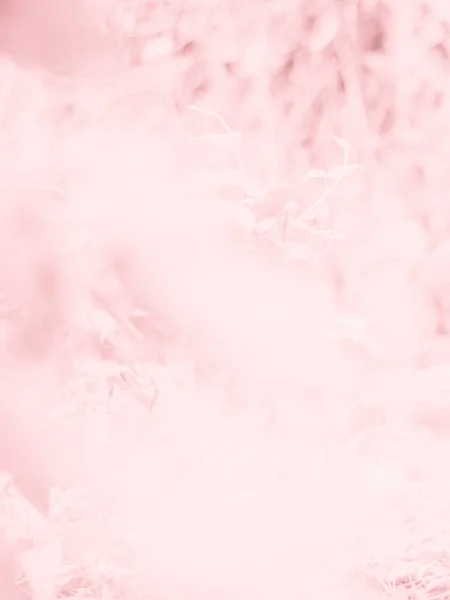 Αφηρημένη Όμορφα Ροζ Λουλούδια Closeup Υφή Μοτίβο Για Φόντο Της — Φωτογραφία Αρχείου