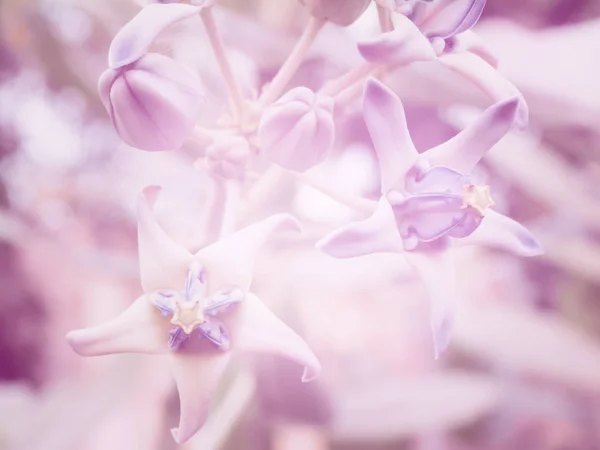 Abstracte Mooie Roze Bloemen Close Patroon Textuur Voor Natuur Achtergrond Rechtenvrije Stockfoto's