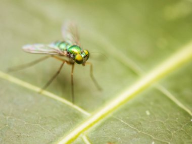 Yeşil yaprakları arka plan üzerinde makro böcek portre.