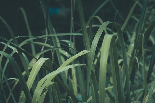 Pirinç Alan Çim Manzara Koyu Arka Plan Üzerinde Kapatın — Stok fotoğraf