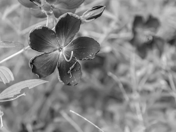 Цветы Фон Крупным Планом Красивые Черно Белые Цветы Фоне Природы — стоковое фото