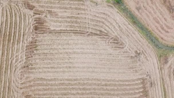 Flygfoto Som Flyger Över Risfält Efter Skördesäsong Landsbygden Asien Thailand — Stockvideo