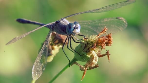 Libellule Avec Grand Oeil Bleu Mangent Miellat Sur Les Fleurs — Video