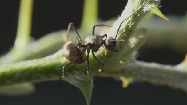 Portrait Makro Große Ameise Auf Grünem Baum Sonnenlicht Mit Naturhintergrund — Stockvideo