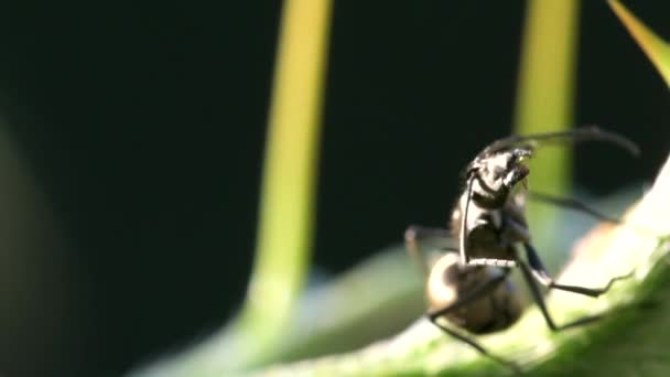 Portret Makro Mrówka Duży Zielone Drzewo Słońcu Tle Natura — Wideo stockowe