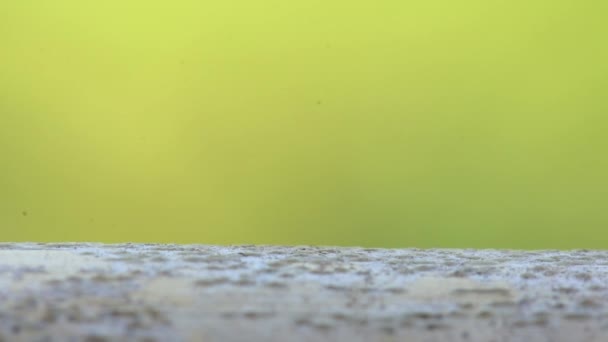 Πορτρέτο Μακροεντολή Μεγάλο Μυρμήγκι Περπάτημα Ξηρή Δέντρο Στο Φως Του — Αρχείο Βίντεο