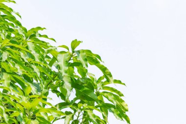 İzole beyaz arka planda yeşil yaprak ve şube.