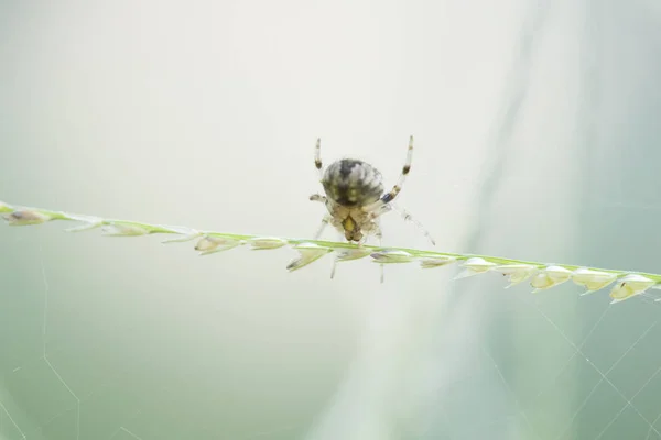 Close Spider Het Creëren Van Een Spinrag Zachte Groene Achtergrond — Stockfoto