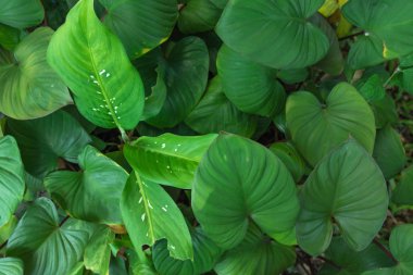 Tropikal yeşil yaprak doku arka plan, Doğal yeşil düz ışın desen tasarımı.