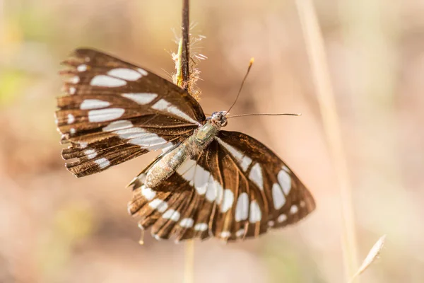 Gros Plan Papillon Dans Nature Macro Insecte Faune Sur Fond — Photo