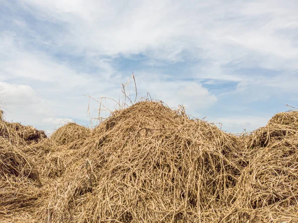 Haystack Câmp Care Este Stivuit Împreună Într Grămadă Mare Înainte — Fotografie, imagine de stoc