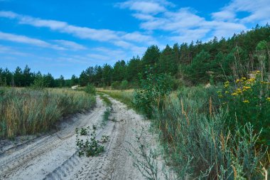 bir orman yoluyla yol