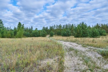 bir orman yoluyla yol