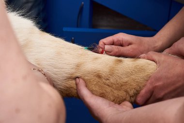 Kan örnekleme. dişi aslan. Veteriner Kliniği.